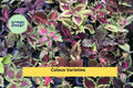 5 Pack Live Rooted Coleus Cuttings – Vibrant Multi-Color Foliage, Easy to Grow Plectranthus scutellarioides Starter Plants