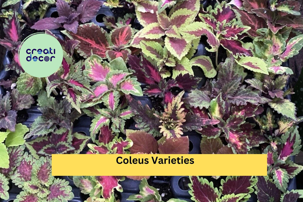 5 Pack Live Rooted Coleus Cuttings – Vibrant Multi-Color Foliage, Easy to Grow Plectranthus scutellarioides Starter Plants