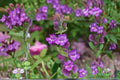 100 mg Penstemon secundiflorus Seeds – Sidebells Beardtongue Wildflower for Native Pollinator Gardens