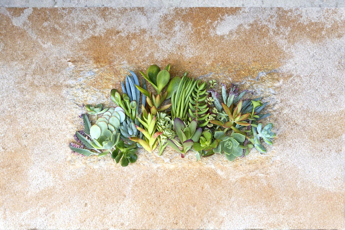 Assorted Succulents Collection 25+ Unrooted Cuttings 1-2" Varieties for Indoor & Outdoor Decor