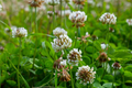 Dutch White Clover Seeds - Non-GMO Cover Crop, Trifolium repens, Heirloom Garden Seeds, Perennial, Eco-Friendly Soil Enrichment