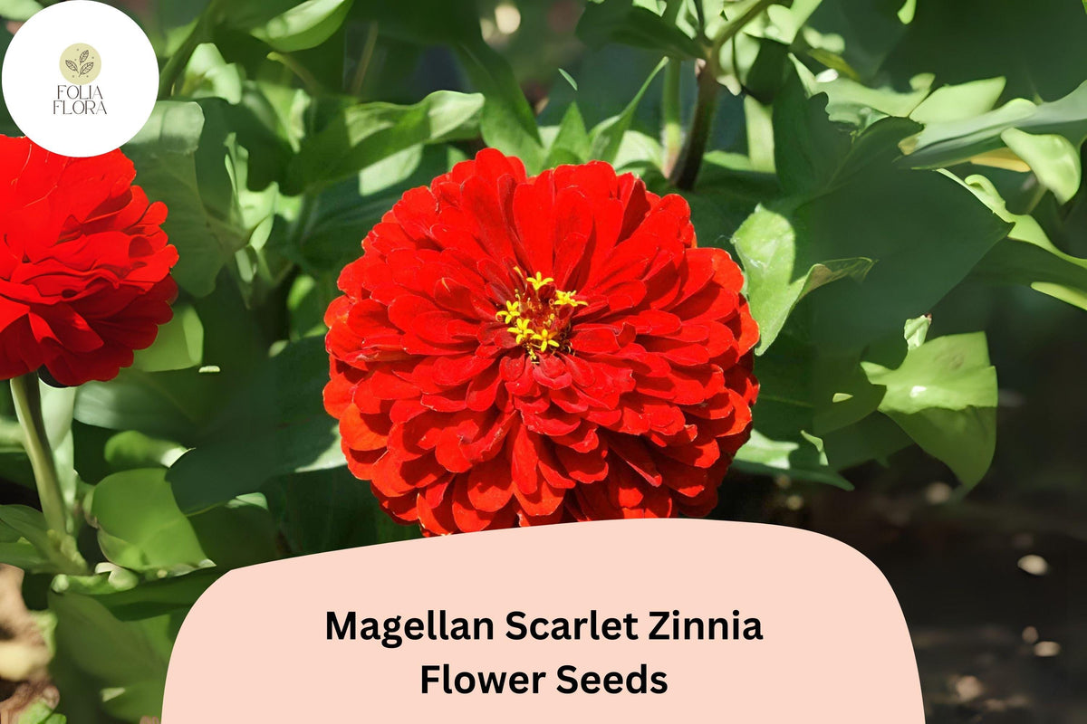 Magellan Scarlet Zinnia Seeds – Bright Red Annual Flower for Cutting Gardens, Pollinator Attracting, Zinnia elegans