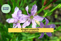 Winged Loosestrife Seeds – 3000 Non-GMO Native Wildflower Seeds for Wetlands, Meadows, Pollinator Gardens | Lythrum alatum