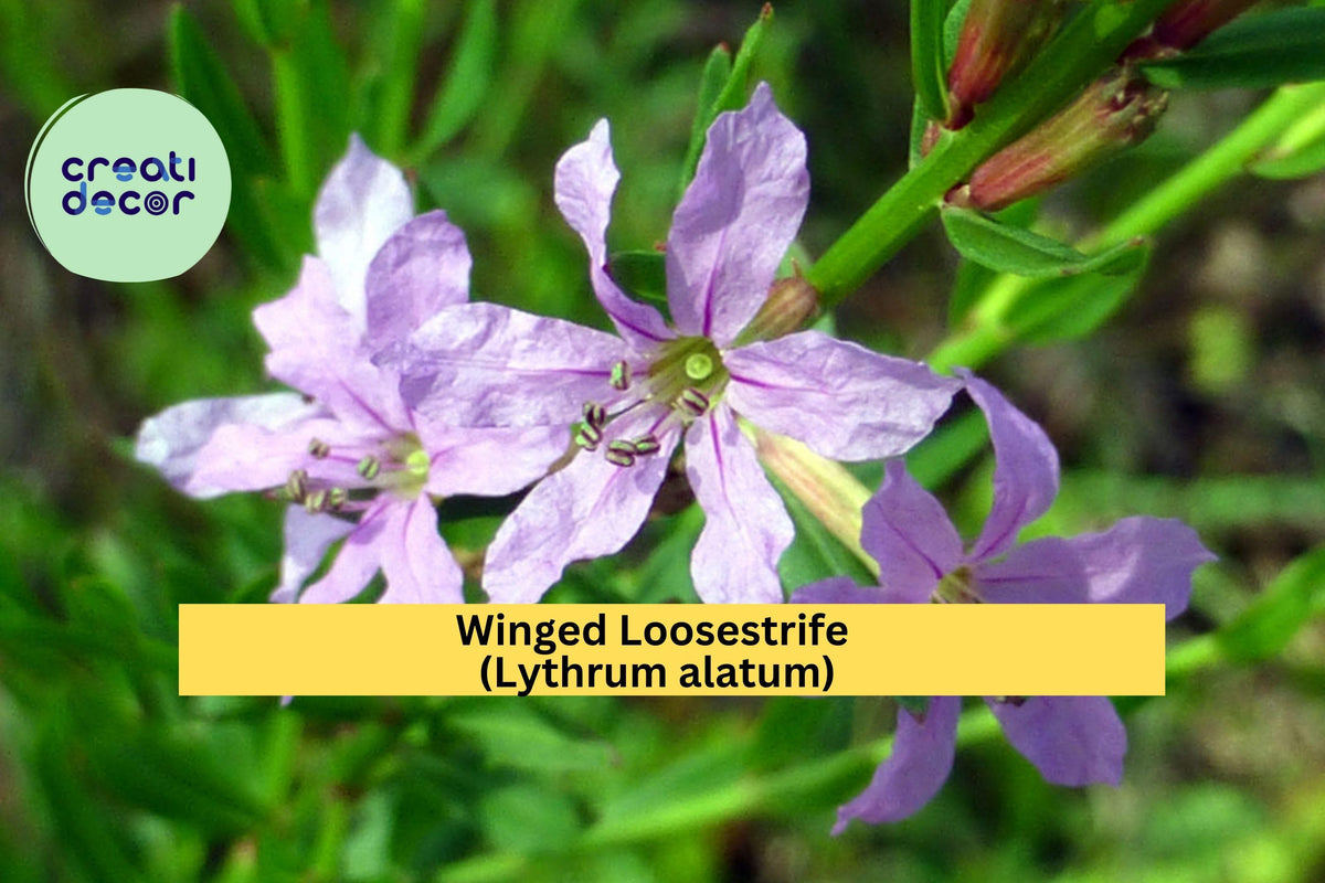 Winged Loosestrife Seeds – 3000 Non-GMO Native Wildflower Seeds for Wetlands, Meadows, Pollinator Gardens | Lythrum alatum