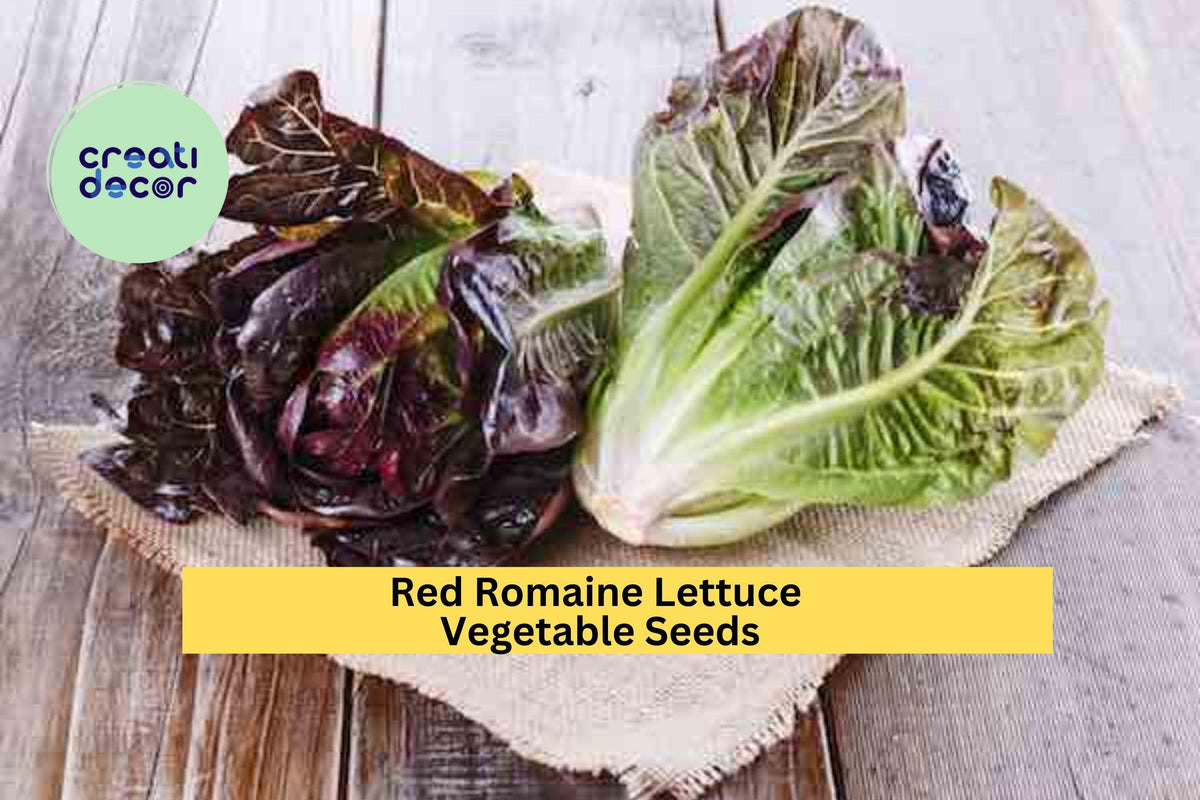 3pcs Red Romaine Lettuce Seeds – Heirloom, Deep Red, Crisp Texture, Lactuca sativa, Salad, Container & Raised Bed Gardening