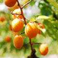 Dwarf Moorpark Apricot Tree – 2-Year-Old Bare Root, Self-Pollinating, Cold Hardy, Compact Size, Heirloom Fruit Tree