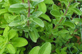 Sweet Marjoram Herb Seeds - Non-GMO, Culinary, Origanum majorana, Annual Herb, Compact Growth, Seed Packet