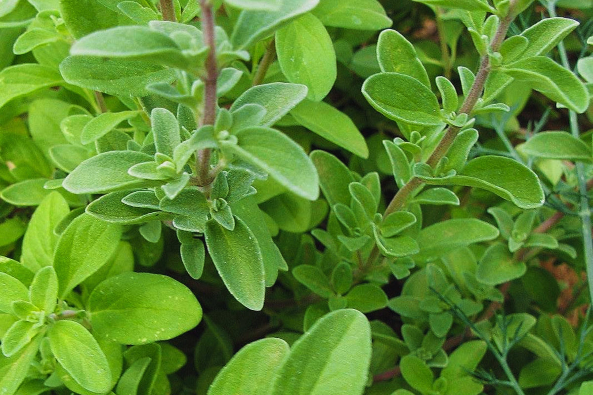 Sweet Marjoram Herb Seeds - Non-GMO, Culinary, Origanum majorana, Annual Herb, Compact Growth, Seed Packet
