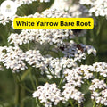 White Yarrow Bare Root Plant - Achillea millefolium, Perennial Flower for Pollinators, Drought-Tolerant, Full Sun Garden Plant