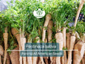 350 Seeds Parsnip All American (Pastinaca sativa) - Nutritious Root Vegetable for Home Gardens, High Yield, Easy to Grow