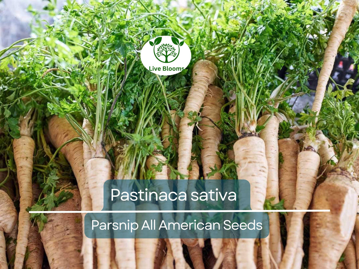 350 Seeds Parsnip All American (Pastinaca sativa) - Nutritious Root Vegetable for Home Gardens, High Yield, Easy to Grow