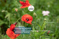 Oriental Poppy Seeds - Perennial Flower Seeds with Reddish-Orange Blooms, Full Sun, Zones 3-8, Low Maintenance, Pollinator-Friendly, 200+ Seeds
