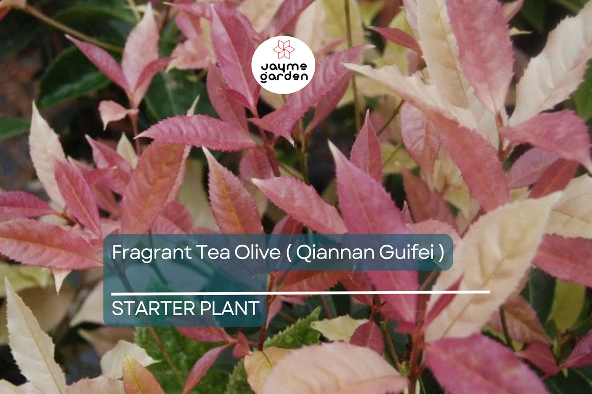 Noble Lady Fragrant Tea Olive Starter Plant | Pink & White Foliage | Osmanthus fragrans Qiannan Guifei | Fragrant Shrub