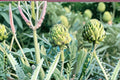 Green Globe Artichoke Seeds – Heirloom Cynara scolymus for Edible & Ornamental Gardens, Large Tender Buds, Perennial or Annual