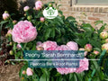 Peony Bare Root Plant – Sarah Bernhardt Pink Double Blooms – Fragrant Perennial Flowering Bush – Paeonia lactiflora