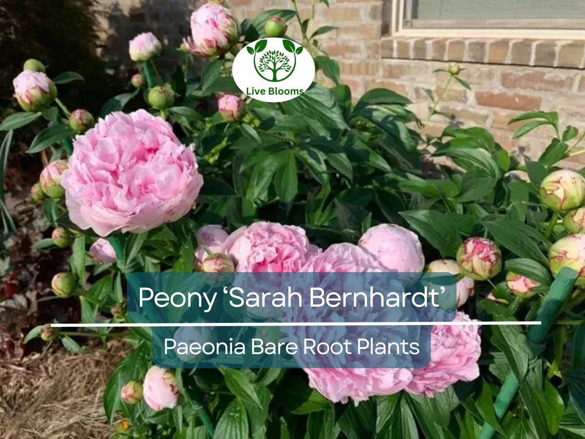Peony Bare Root Plant – Sarah Bernhardt Pink Double Blooms – Fragrant Perennial Flowering Bush – Paeonia lactiflora