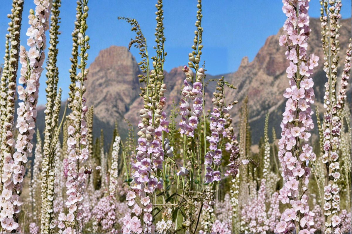 Penstemon palmeri Seeds – Palmer’s Penstemon Native Wildflower with Pink Blooms, Drought-Tolerant Perennial, Pollinator Plant, 50 Seeds