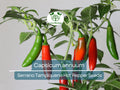 Serrano Tampiqueno Hot Pepper Seeds – Heirloom Capsicum annuum for Spicy Salsas, Sauces & Gardening