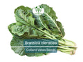 300 Seeds Collard Vates Brassica oleracea Heirloom Cold-Tolerant Leafy Greens for Gardening & Harvest