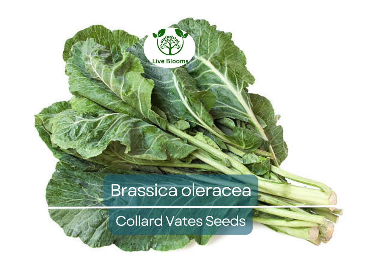 300 Seeds Collard Vates Brassica oleracea Heirloom Cold-Tolerant Leafy Greens for Gardening & Harvest
