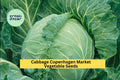3pcs Copenhagen Market Cabbage Seeds – Heirloom Green Heads for Raised Beds, Garden Rows, Containers – Brassica oleracea