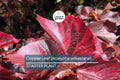 Copper Leaf Plant (Acalypha wilkesiana) 12-24" | Vibrant Foliage Ornamental Shrub for Garden & Containers