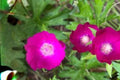 10 Seeds Callirhoe involucrata Purple Poppy Mallow Native Groundcover Wildflower Perennial
