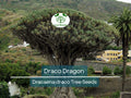10 Draco Dragon Tree Seeds – Rare Dracaena draco Ornamental Plant for Indoor & Outdoor Gardens