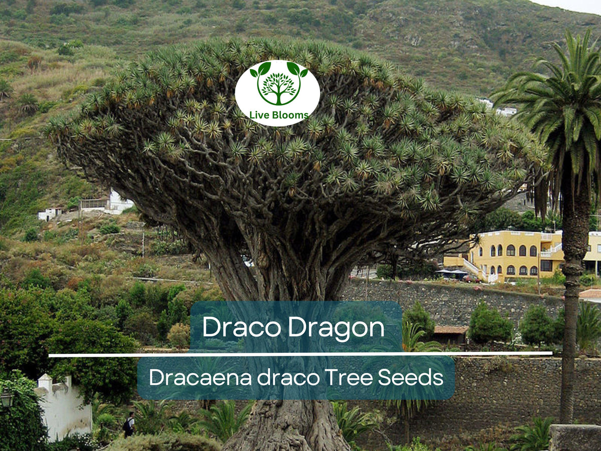 10 Draco Dragon Tree Seeds – Rare Dracaena draco Ornamental Plant for Indoor & Outdoor Gardens