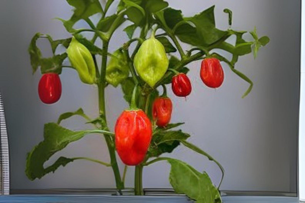 Caribbean Red Habanero Seeds – Extra Hot Heirloom Pepper, Fruity Flavor, 250 mg Pack, Capsicum chinense, Spicy Hot Sauce & Salsa