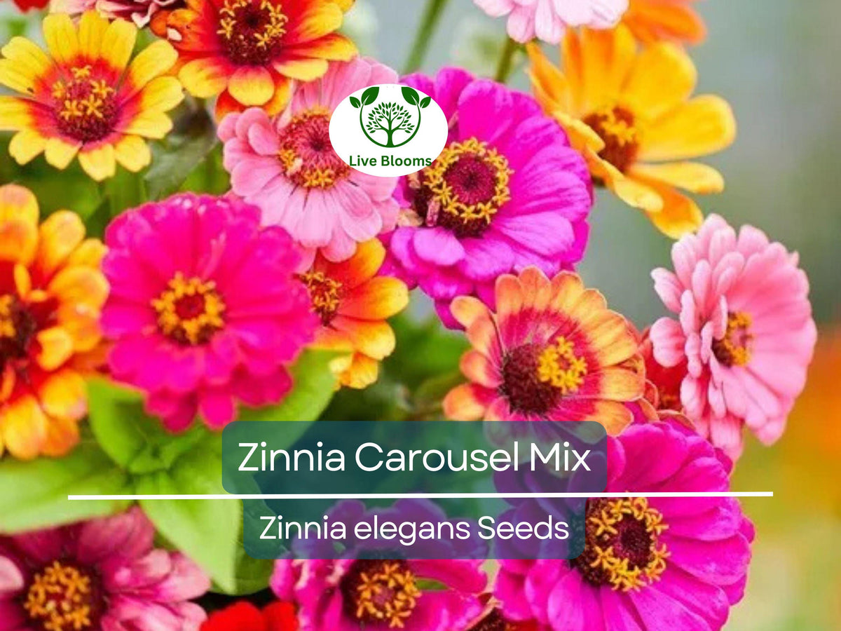 Zinnia Carousel Mix Seeds – 200 Non-GMO Heirloom Flower Seeds for Large 4" Blooms, Vibrant Carnival Colors, Cut Flowers & Pollinator Garden