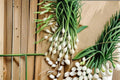 White Lisbon Bunching Onion Seeds – Allium Fistulosum, Green Onion, Scallions, Fast Growing, Non-GMO, 50 Seeds