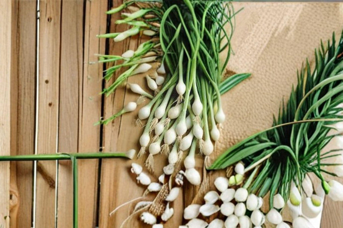 White Lisbon Bunching Onion Seeds – Allium Fistulosum, Green Onion, Scallions, Fast Growing, Non-GMO, 50 Seeds