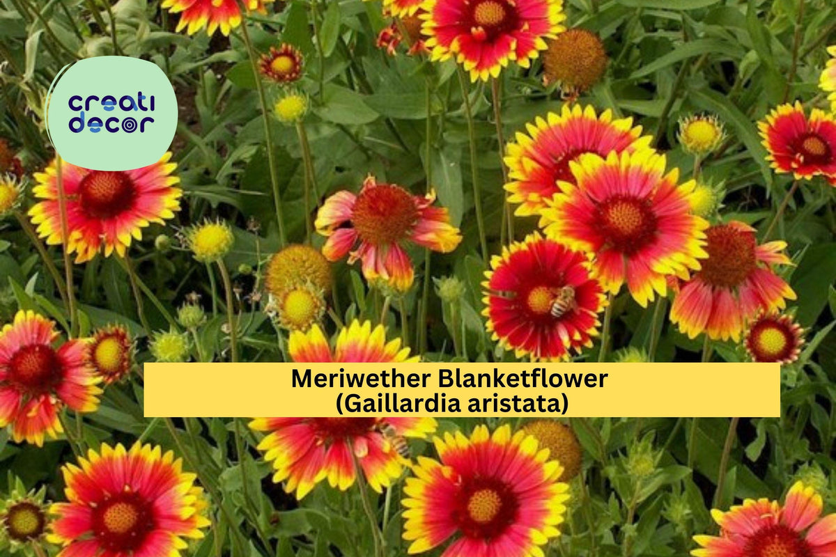 Meriwether Blanketflower Seeds – Gaillardia aristata – Native Wildflower, Drought-Tolerant, Red and Yellow Blooms, 25 Non-GMO Seeds