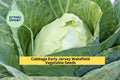 Early Jersey Wakefield Cabbage Seeds – Heirloom, Pointed Green Heads, 3 Pack, Brassica oleracea, for Garden Beds, Rows, or Containers