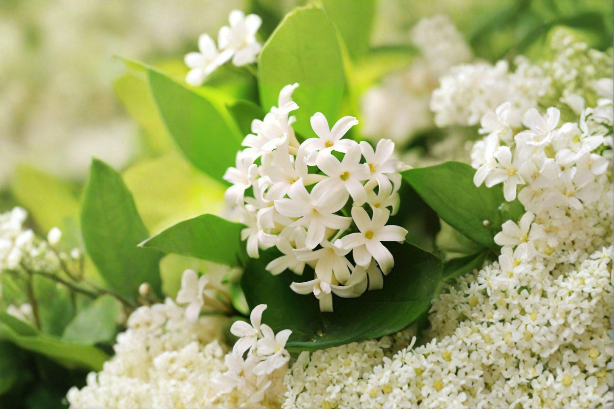 Japanese Tree Lilac Seeds – Syringa amurensis japonica – Fragrant Ornamental Flowering Tree for Garden and Landscape
