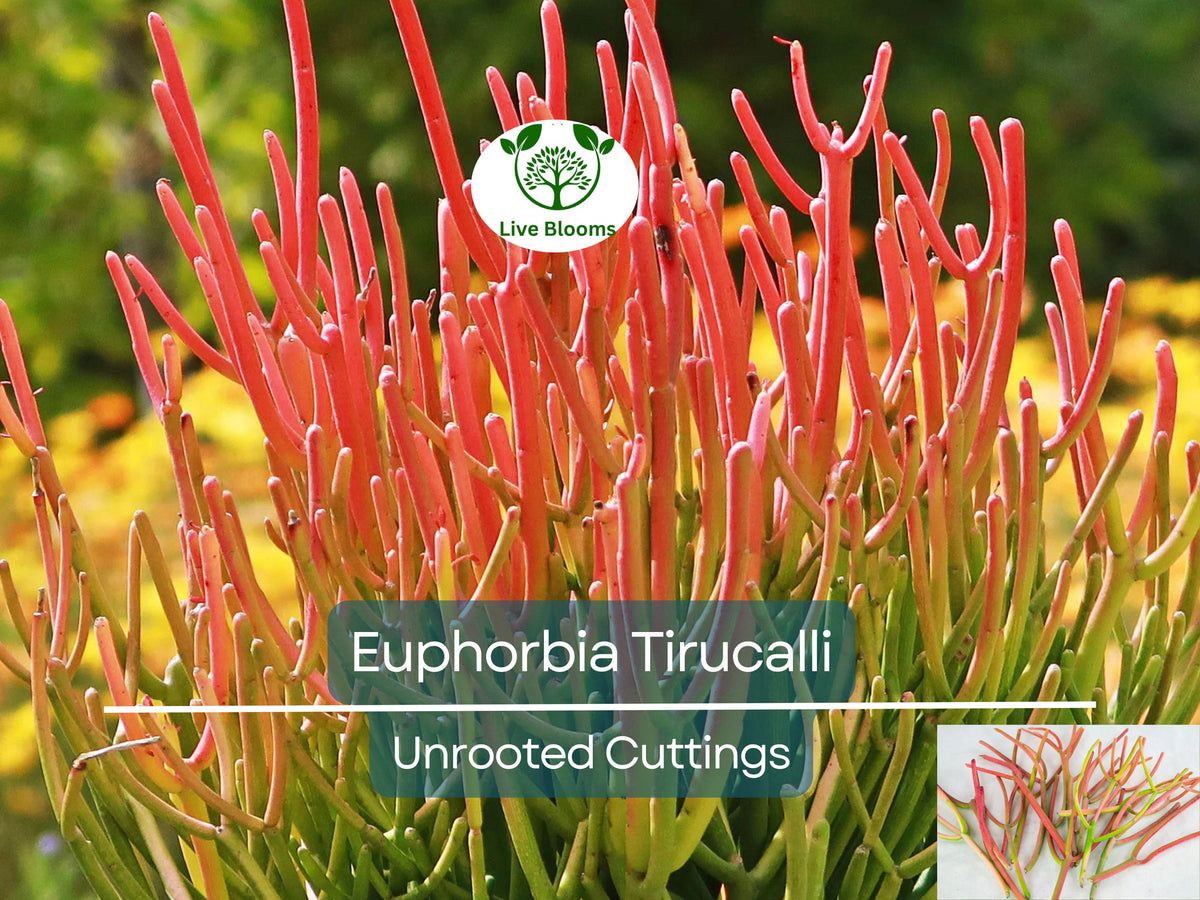 15 Fire Sticks Succulent Unrooted Cuttings, Euphorbia Tirucalli, Colorful Drought-Tolerant Plant for Propagation & Garden