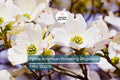 White American Flowering Dogwood Tree Seeds – Cornus florida, Ornamental Shrub, Spring Bloom, Fall Foliage, Bird Attracting, Hardy Landscaping Seeds