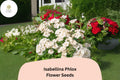100+ Isabellina Phlox Seeds – Creamy Yellow Flower Seeds for Borders, Containers, Cut Flowers | Phlox drummondii Annual