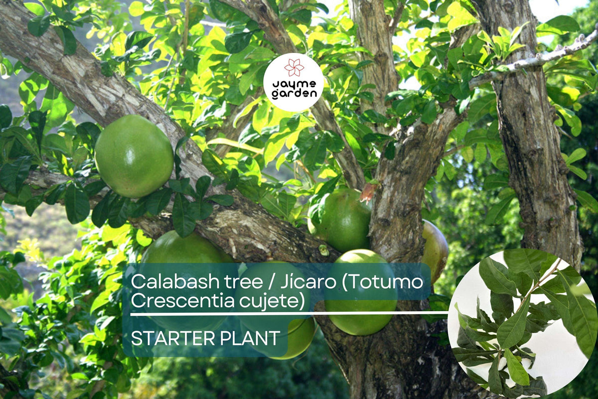 Totumo Crescentia Cujete Gourd Tree – Tropical Live Tree with Large Spherical Fruits for Shade, Crafts & Landscaping