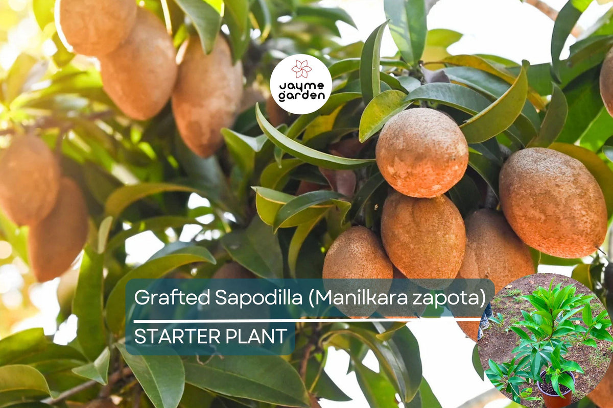 Grafted Sapodilla Tree – Live Tropical Fruit Plant, Sweet Caramel Flavor, Fast Fruiting, Manilkara zapota, Container & Garden