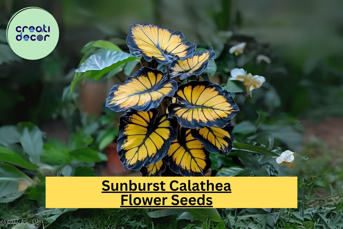 25+ Sunburst Calathea Seeds | Exotic Tropical Foliage | Easy to Grow Houseplant & Indoor Garden Plant