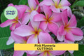 1 Pink Plumeria Cutting – Double Head 10" Fresh Starter Stem with Fragrant Tropical Blooms – Great for Garden or Pot – USA