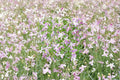 Evening Scented Stock Seeds – Fragrant Night Blooming Flower, Matthiola longipetala, Cottage Garden, Pollinator-Friendly, 100 Seeds