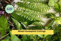 Mixed Indoor Houseplant Cuttings Pack – 20 Rooted Foliage Plants for Propagation & Home Growing