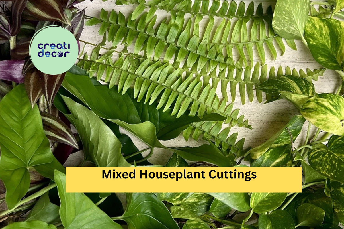 Mixed Indoor Houseplant Cuttings Pack – 20 Rooted Foliage Plants for Propagation & Home Growing