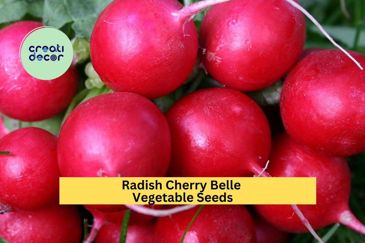 3pcs Cherry Belle Radish Seeds – Fast Growing Round Radish for Salad & Container Gardening – Raphanus sativus