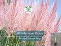 Pink Pampas Grass Rooted Starter Plugs – Ornamental, Drought-Resistant, Cortaderia Selloana, Landscaping, Garden, Fast-Growing, Winter Hardy