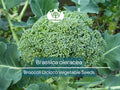 300 Seeds Broccoli Dicicco Brassica oleracea Heirloom Vegetable Seeds for Gardening, Home Grow, Nutritious Harvest