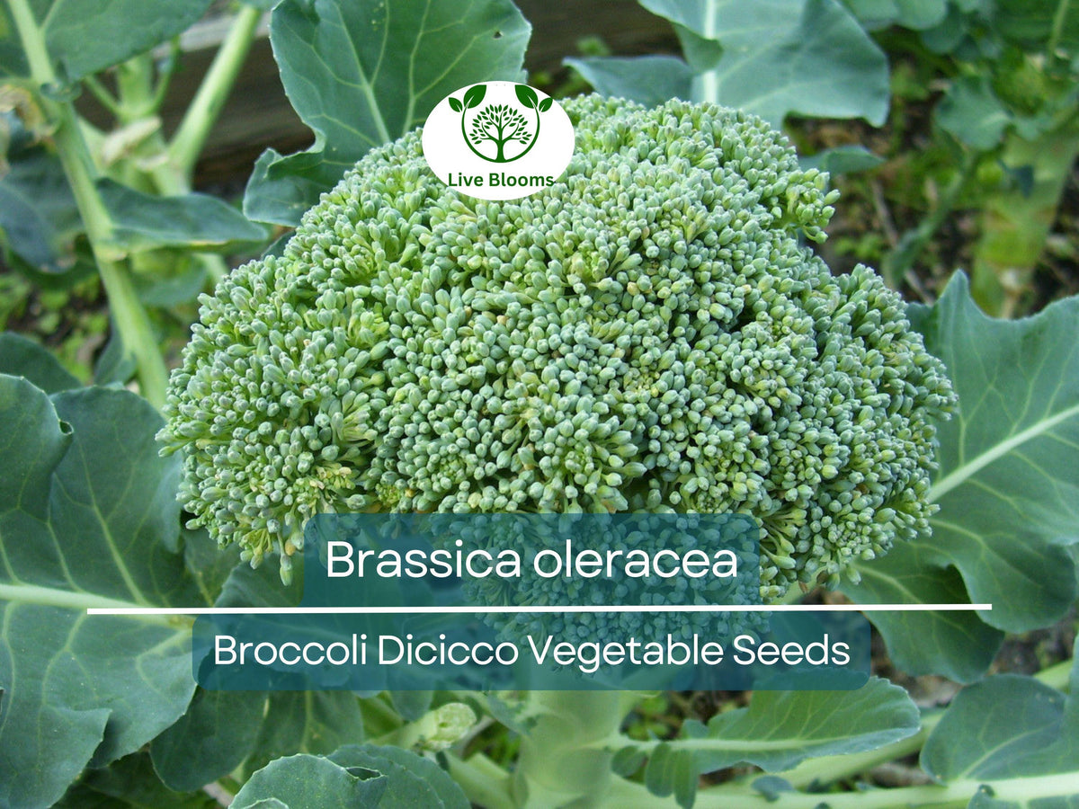 300 Seeds Broccoli Dicicco Brassica oleracea Heirloom Vegetable Seeds for Gardening, Home Grow, Nutritious Harvest